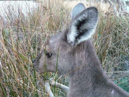 Wyspa kangurów